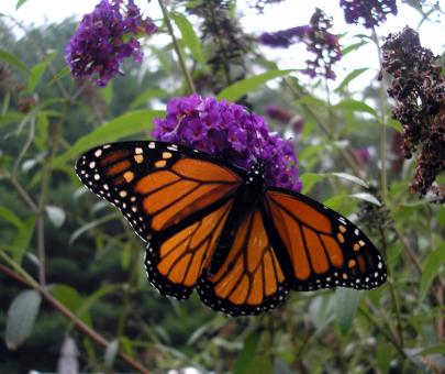 Ready for flight - Free Stock Photo