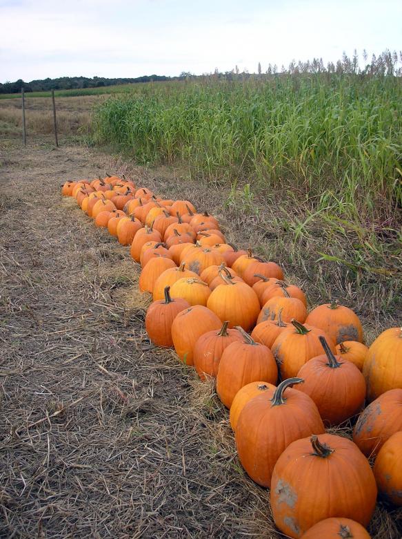 Free stock image of Pumpkin patch created by deb jencks