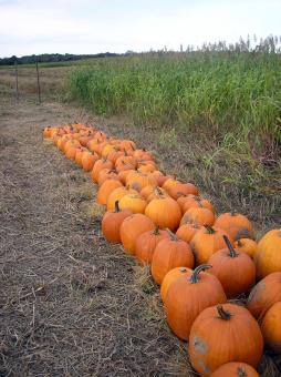 Pumpkin patch - Free Stock Photo