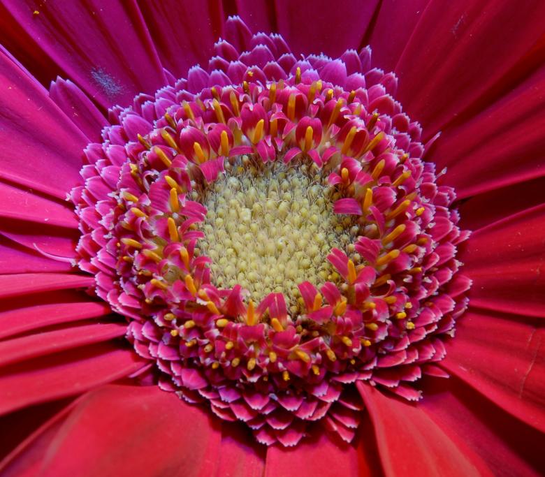 Free stock image of Cornfield in the Flower created by j. l. johnson