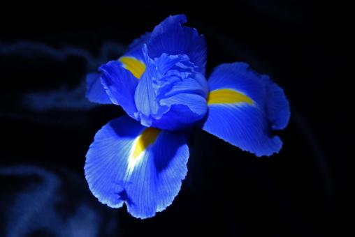 Free Stock Photo of Beauty in Blue