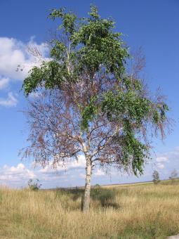 Tree - Free Stock Photo