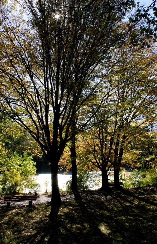 Free stock image of Trees created by kristiane dranger
