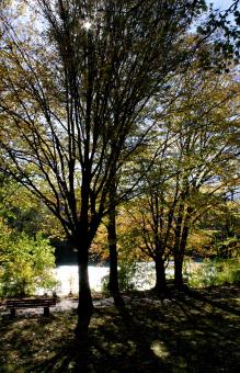 Free Stock Photo of Trees