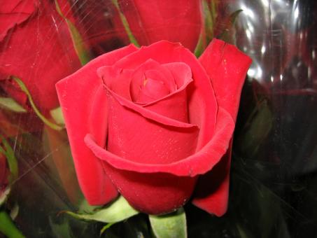 Red Rose - Free Stock Photo