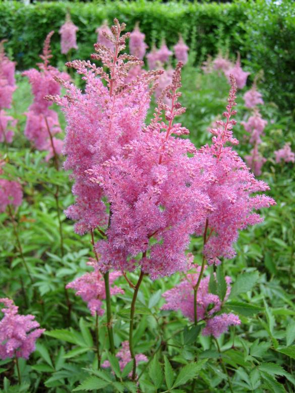 Free stock image of Frilly Pink Flower created by chris kankiewicz