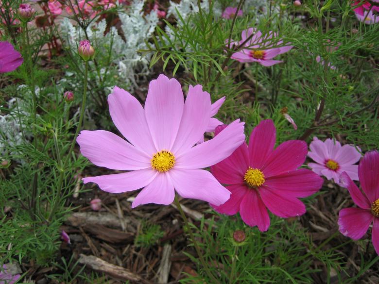 Free stock image of Pink &amp; Purple Flower created by chris kankiewicz