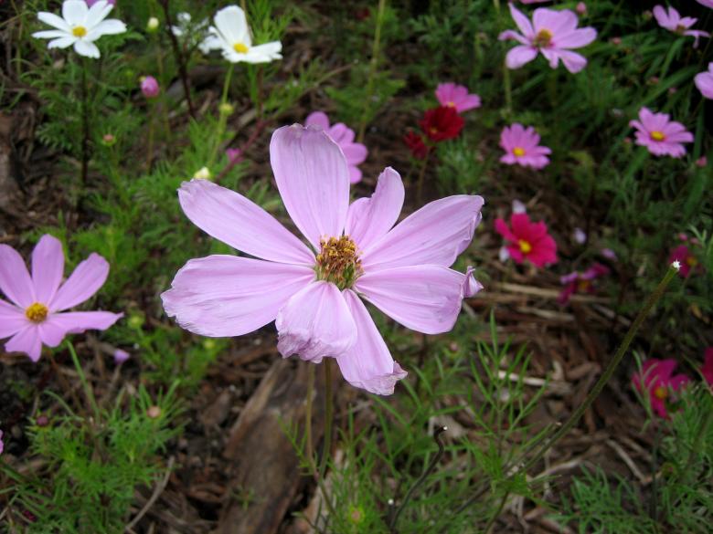 Free stock image of Pink Flower created by chris kankiewicz