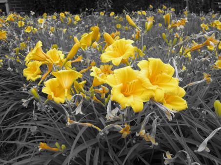 Yellow Flowers on Black and White - Free Stock Photo