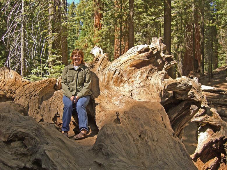 Free stock image of Sitting on a Stump in the Giant Sequoias created by bonnie l. mahaffey