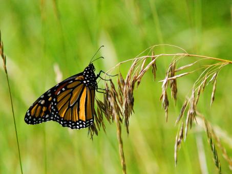 Monarch Butterfly - Free Stock Photo
