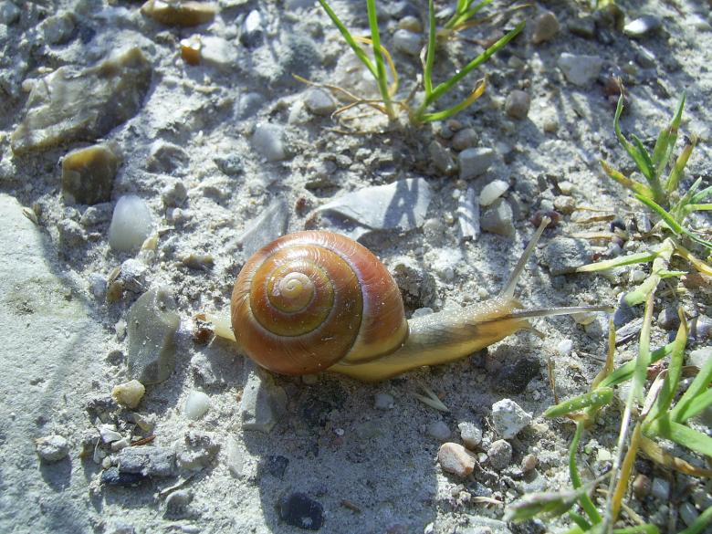 Free stock image of Norwegian snail created by siw henriksen
