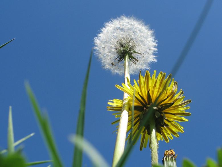 Free stock image of Dandelion created by frans van hofwegen
