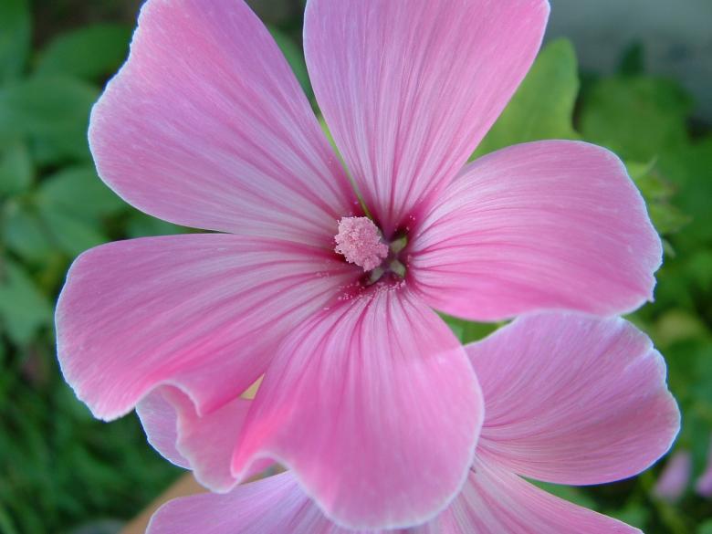 Free stock image of Pink Flower created by deborah smith