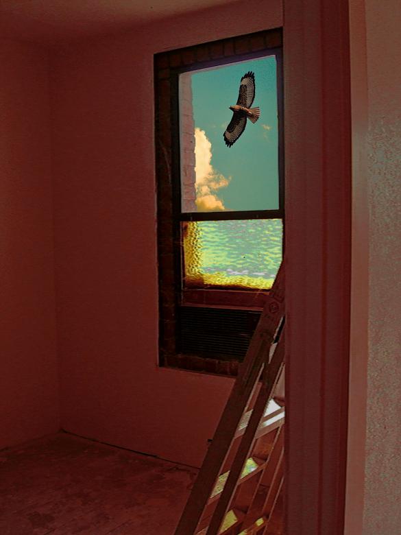 Free stock image of Flying by the Window created by bonnie l. mahaffey