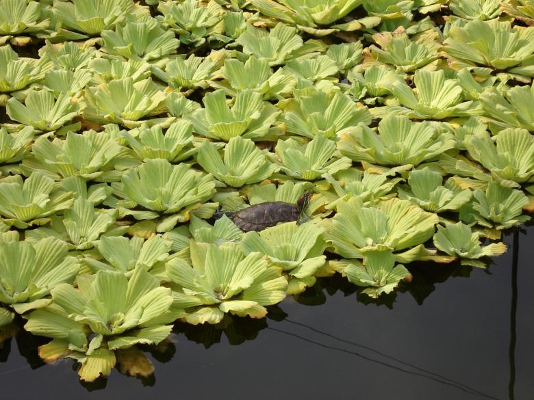 Free stock image of Turtle on Lilies created by norwyn bacolod