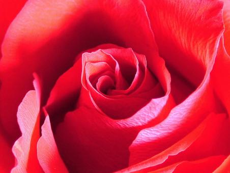 Red Rose - Free Stock Photo