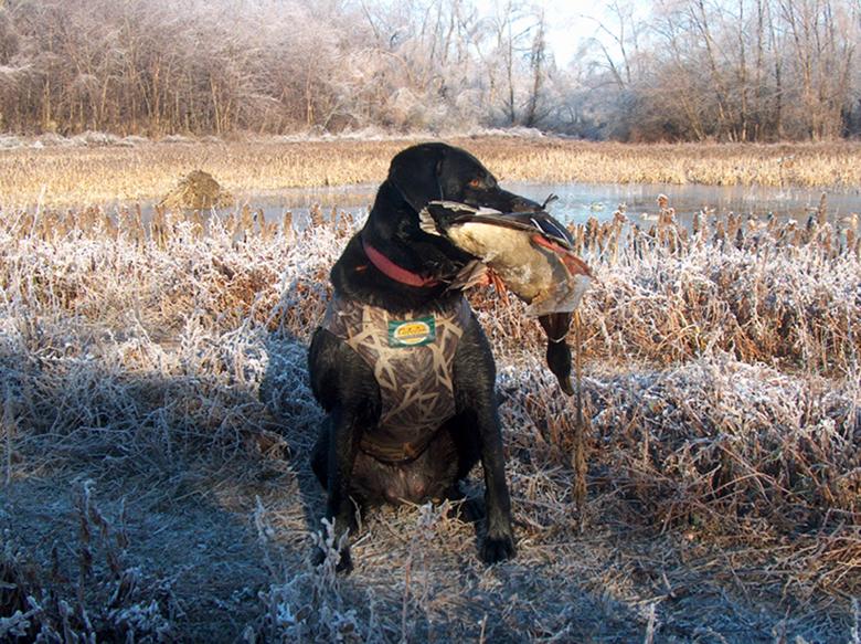 Free stock image of Labrador Retrieving created by robert rutkowski