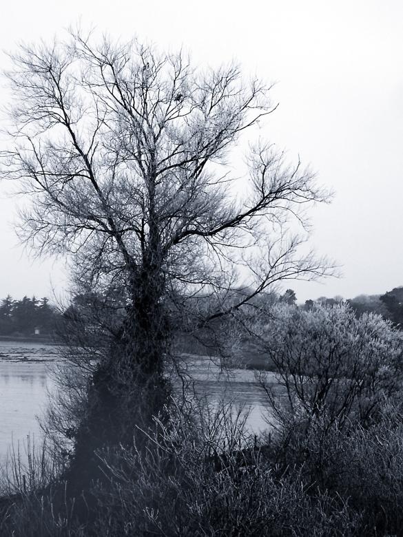 Free stock image of Winter tree created by maciej lewandowski