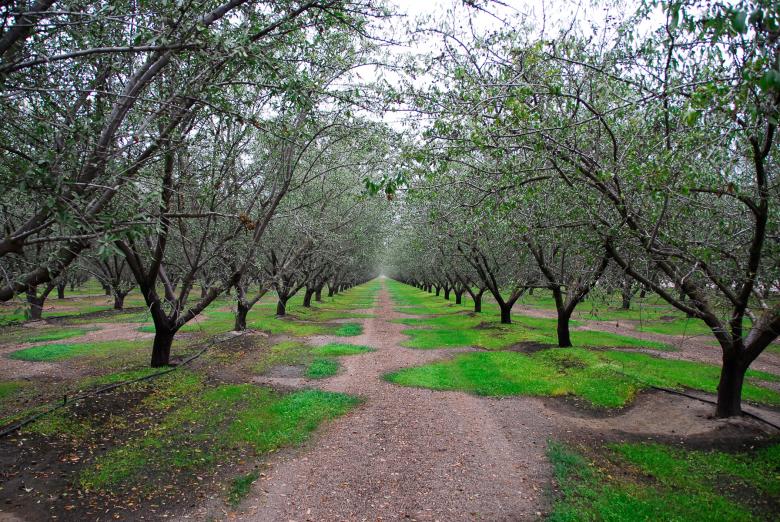 Free stock image of Row of Trees in Green created by j. l. johnson