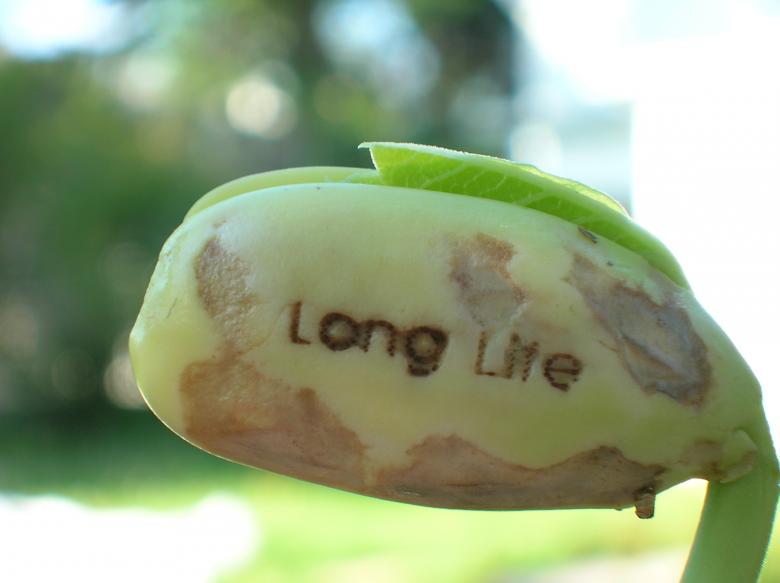 Free stock image of Long Life created by troy smith