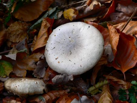 Fungi at Digley - Free Stock Photo