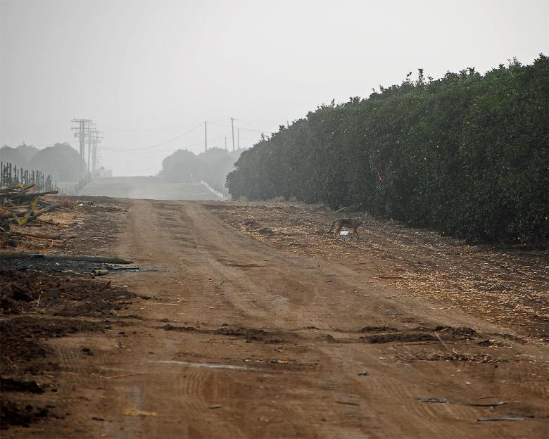 Free stock image of Coyote in an Orange Grove created by j. l. johnson