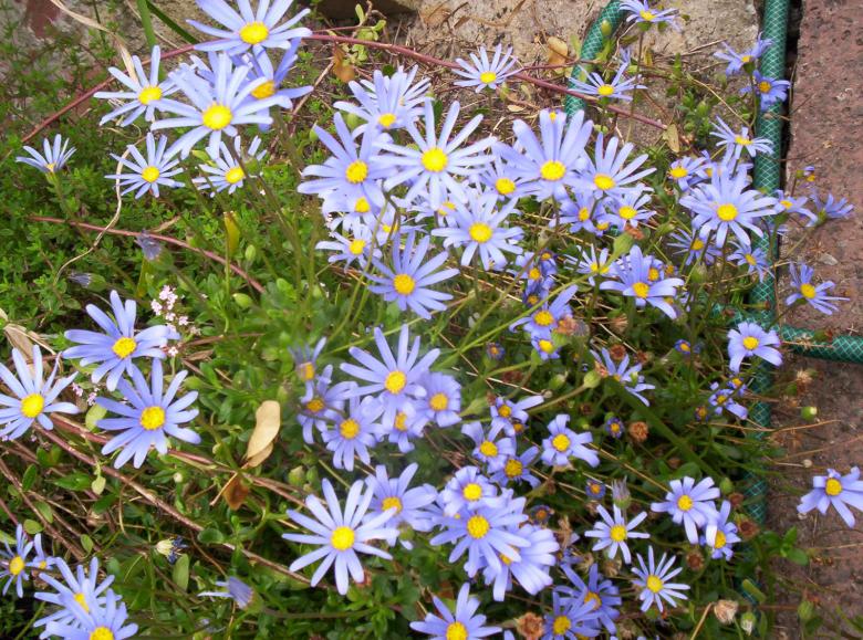 Free stock image of Daisy created by Peter Alexander Robb