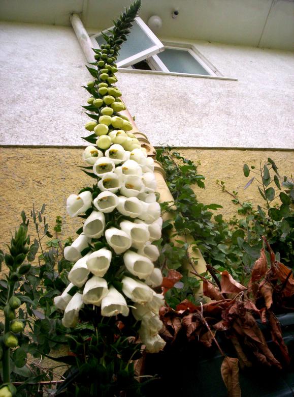 Free stock image of Digitalis created by Peter Alexander Robb