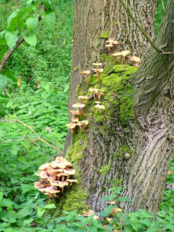Free stock image of Mushrooms created by gavin hopps