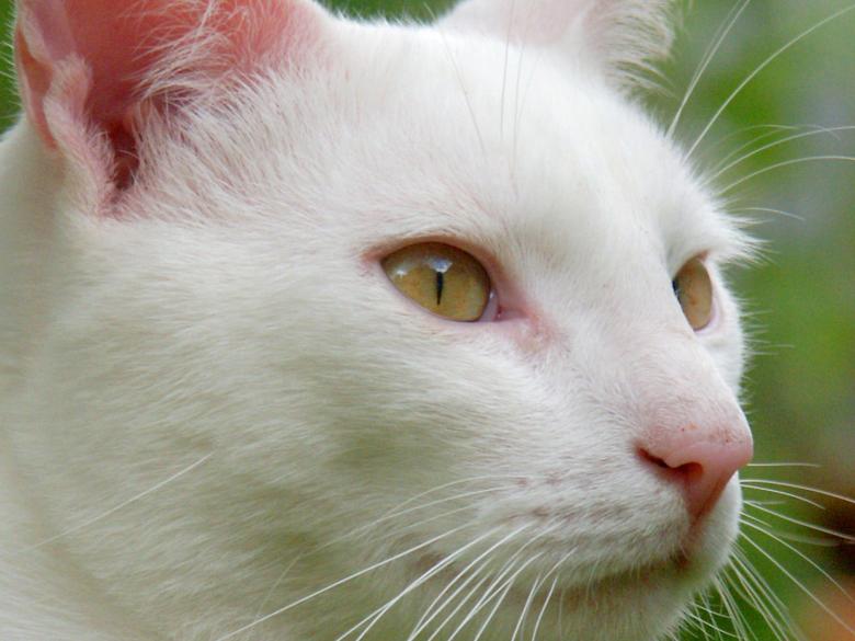 Free stock image of Lucifer created by chris raven