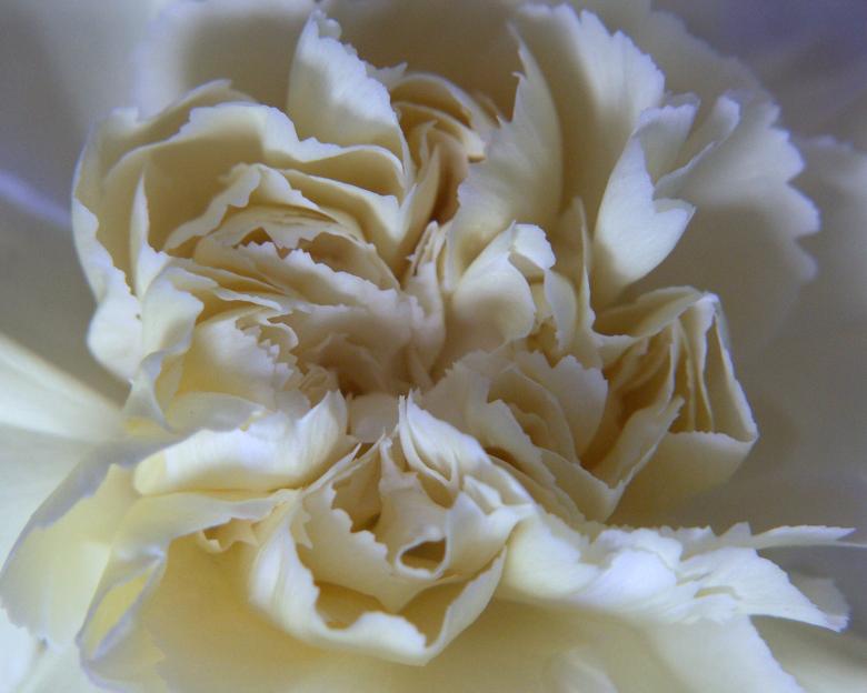 Free stock image of Soft centre created by neil heslop