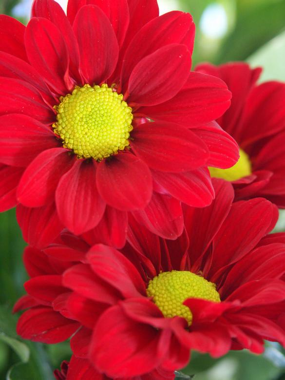 Free stock image of 3 red flowers created by chris raven