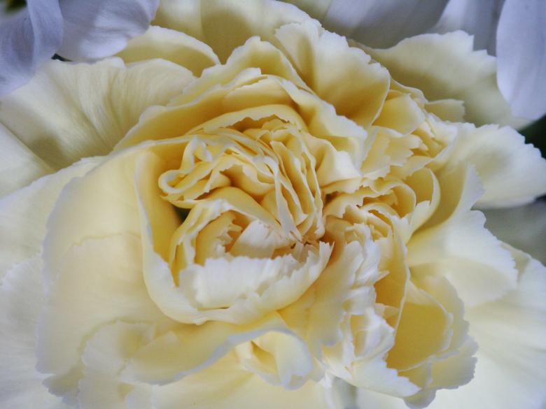 Free stock image of White Rose created by chris raven
