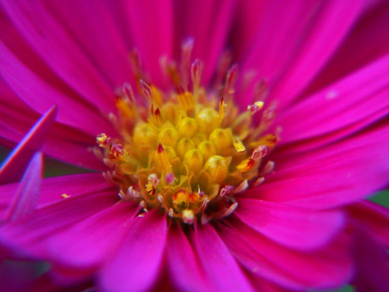 Free stock image of Nice and vibrant! created by chris raven