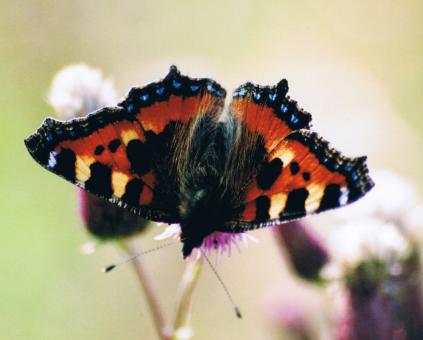 Butterfly - Free Stock Photo