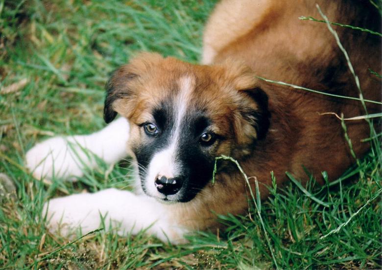 Free stock image of Spud! created by chris raven