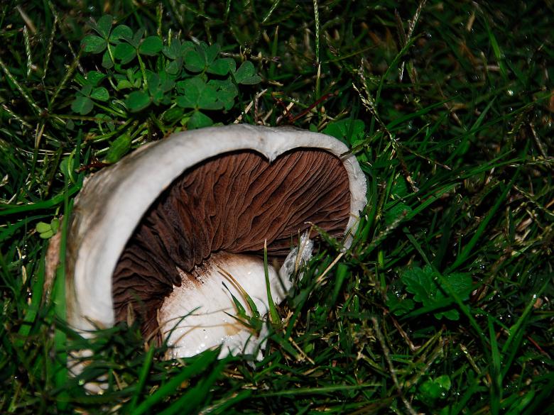 Free stock image of Toadstool in the Green created by j. l. johnson