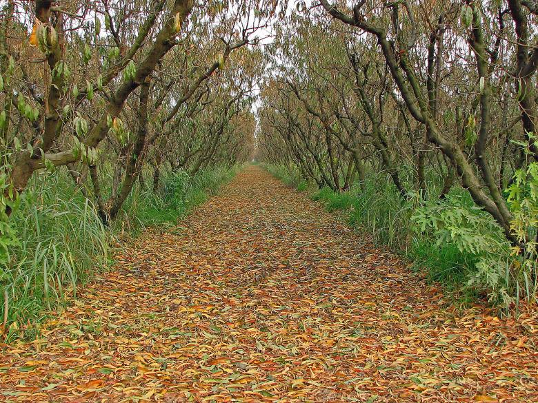 Free stock image of Orchard in the Fall created by bonnie l. mahaffey
