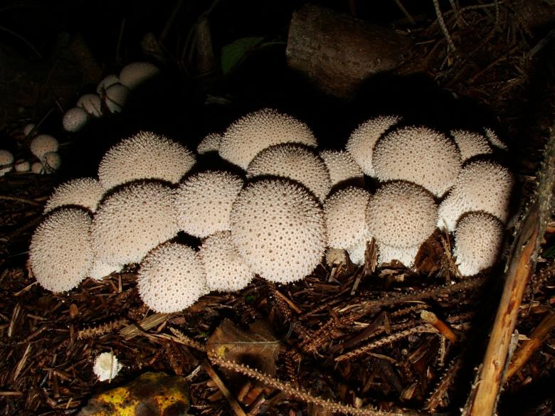 Free stock image of Mushrooms created by gavin hopps
