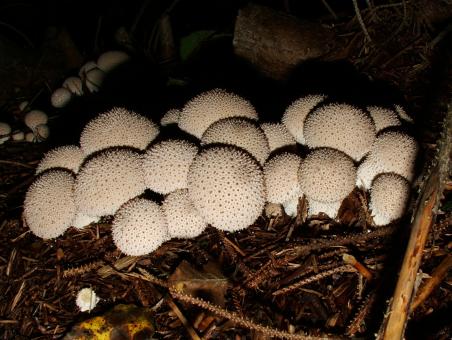 Mushrooms - Free Stock Photo