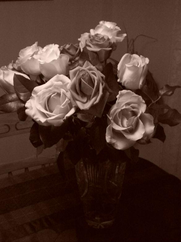 Free stock image of Birthday Roses created by klara nowak