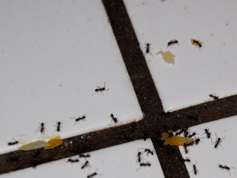 Free stock image of Black Ants Hard at Work created by bonnie l. mahaffey