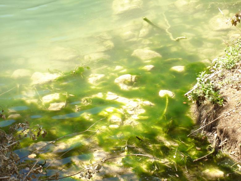 Free stock image of Bog created by ivelina georgieva