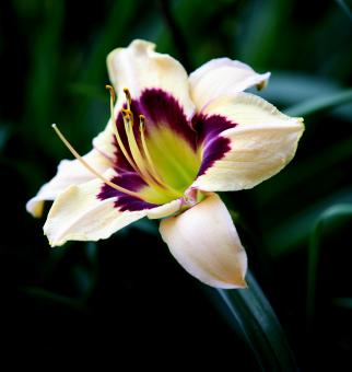 White Purple Flower - Free Stock Photo