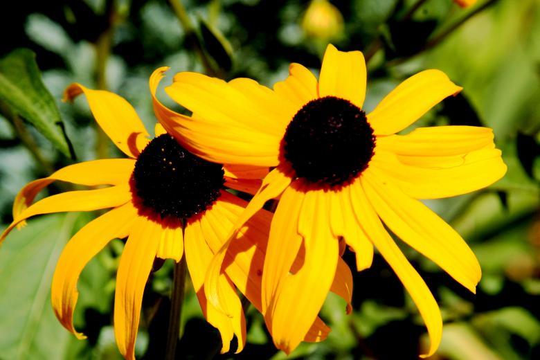 Free stock image of Yellow Flowers created by ken m