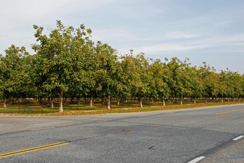 Free stock image of Crossroad Grove created by j. l. johnson