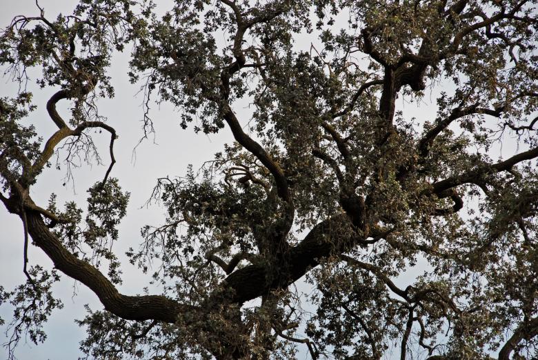 Free stock image of Giant Oak Tree created by j. l. johnson