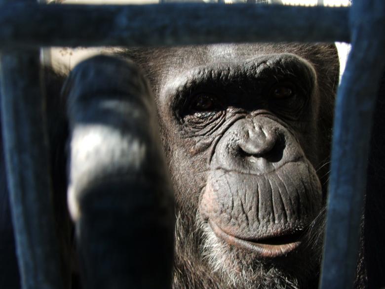 Free stock image of Retired Chimp created by mark janes