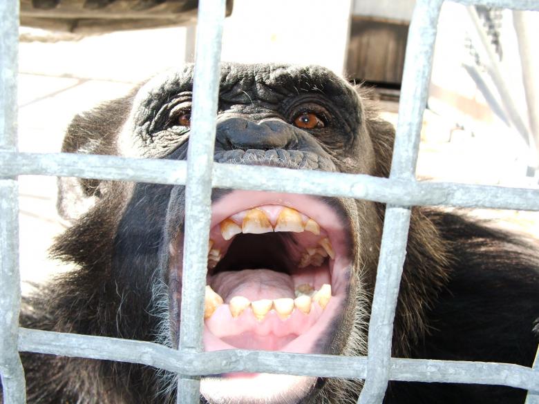 Free stock image of Say Ahhhhh created by mark janes